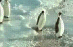 pinguinslaatpinguin